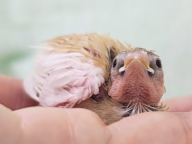 十姉妹（ジュウシマツ）