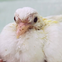 マジシャンの帽子の中から飛び出すよ〜🎩✨ギンバトのヒナ入荷しました❤️