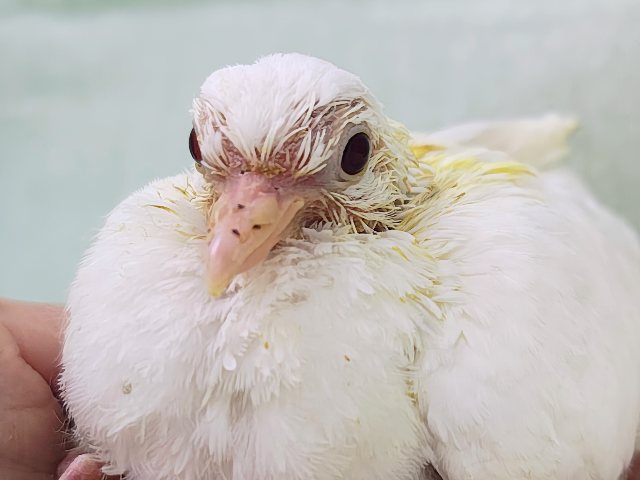 マジシャンの帽子の中から飛び出すよ〜🎩✨ギンバトのヒナ入荷しました❤️