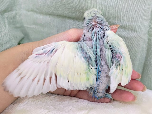 コザクラインコ（小桜インコ）