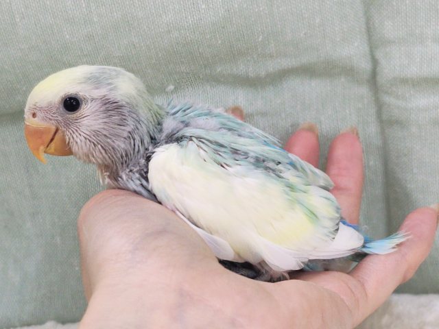 コザクラインコ（小桜インコ）