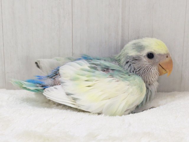 コザクラインコ（小桜インコ）