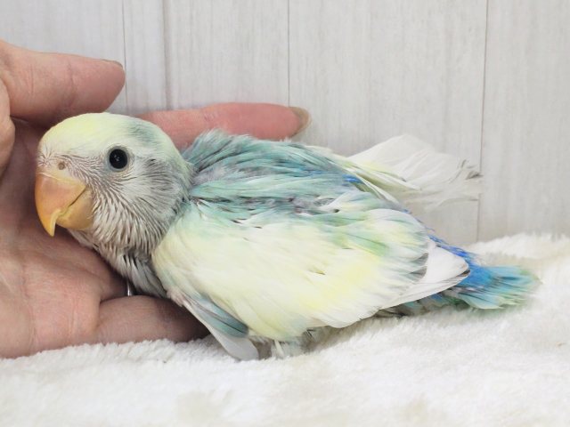コザクラインコ（小桜インコ）