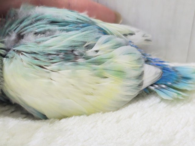 コザクラインコ（小桜インコ）
