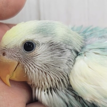 最新画像更新✨争奪戦になるぞ〜🔥可愛すぎて眩しい〜😇💓‪コザクラインコのヒナ(ブルーチェリーパイド)入荷しました❤️