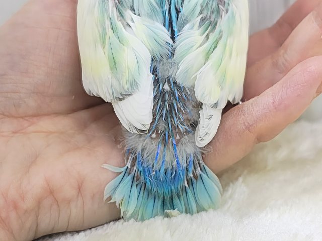 コザクラインコ（小桜インコ）