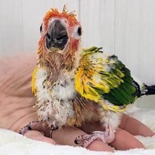 最新動画＆画像更新✨久しぶりでテンション上がる⤴︎⤴︎︎💕︎カラフル🌈なコガネメキシコインコのヒナ入荷しました❤️