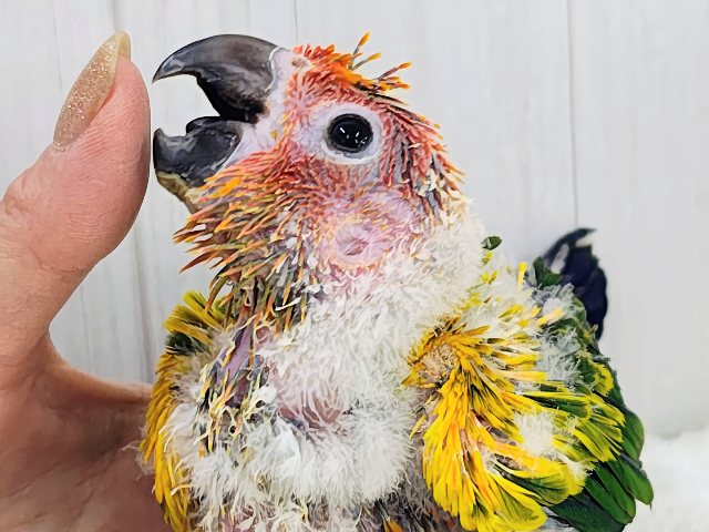コガネメキシコインコ