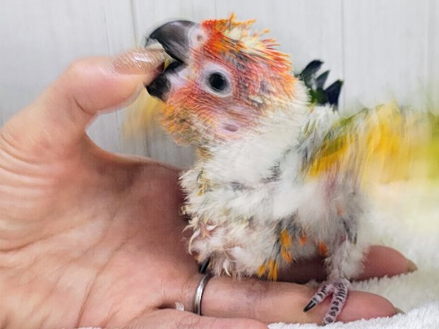 コガネメキシコインコ