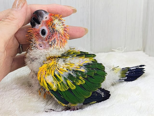 コガネメキシコインコ