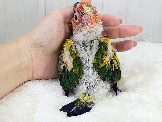 コガネメキシコインコ