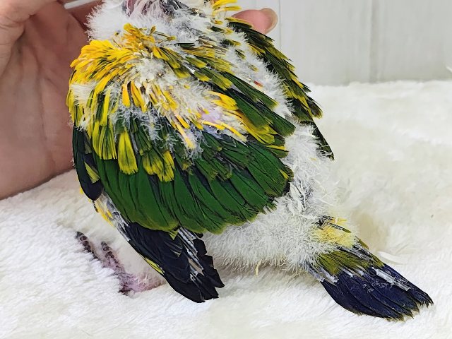 コガネメキシコインコ