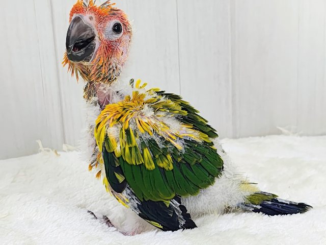 コガネメキシコインコ