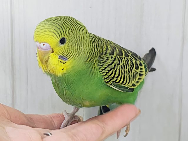 最新画像更新✨しましま🌀逆に希少カラー🍀ノーマルカラーのセキセイインコ(ヒナ)入荷しました❤️ セキセイインコ