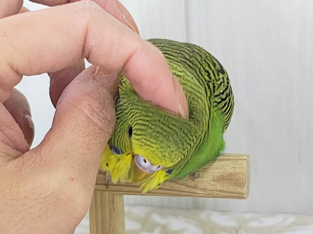 最新画像更新✨しましま🌀逆に希少カラー🍀ノーマルカラーのセキセイインコ(ヒナ)入荷しました❤️ セキセイインコ