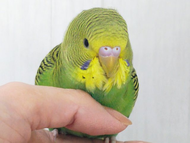 最新画像更新✨しましま🌀逆に希少カラー🍀ノーマルカラーのセキセイインコ(ヒナ)入荷しました❤️