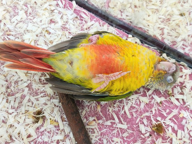 ホオミドリウロコインコ