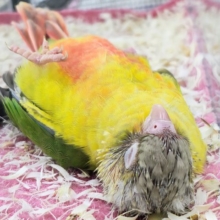最新画像✨ヘソ天寝するよ︎💓‪陽気なカラーに心躍る🕺✨ウロコインコのヒナ(パイナップル)入荷しましたはではで❤️
