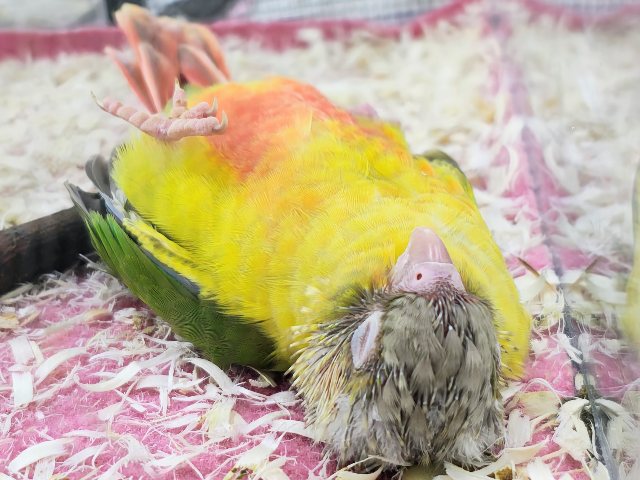 最新画像✨ヘソ天寝するよ︎💓‪陽気なカラーに心躍る🕺✨ウロコインコのヒナ(パイナップル)入荷しましたはではで❤️