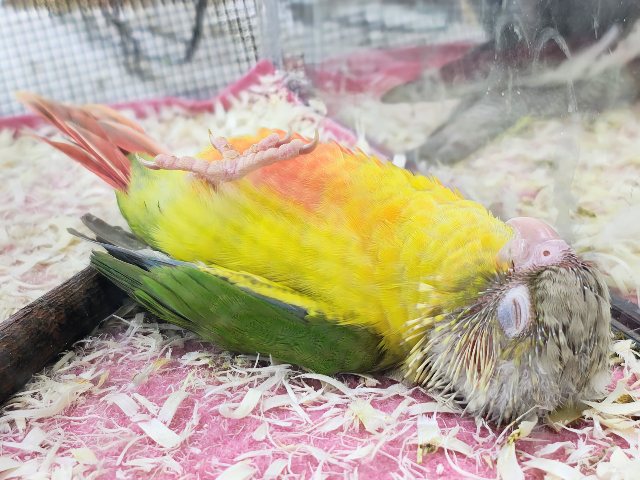 ホオミドリウロコインコ