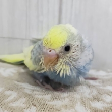 ピヨピヨ〜🐥⸒⸒元気いっぱいに鳴くよ♪セキセイインコのヒナ(パステルレインボーパイド)のヒナ入荷しました❤️