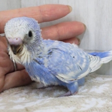 ほぼ黒なし!!うっとり海景色～✨水色系のセキセイインコのヒナ(ブルースパングル)入荷しました❤️
