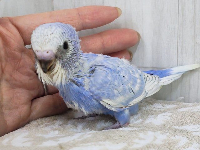 ほぼ黒なし!!うっとり海景色～✨水色系のセキセイインコのヒナ(ブルースパングル)入荷しました❤️