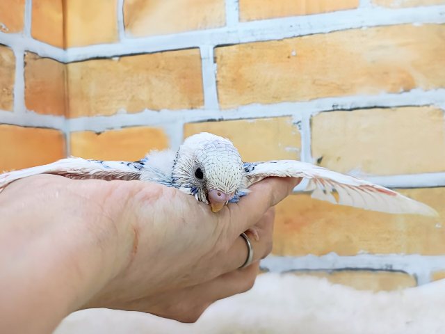 青い海と白い波でさわやか~🏄なセキセイインコのヒナ(ブルーパイド)入荷しました❤️ セキセイインコ