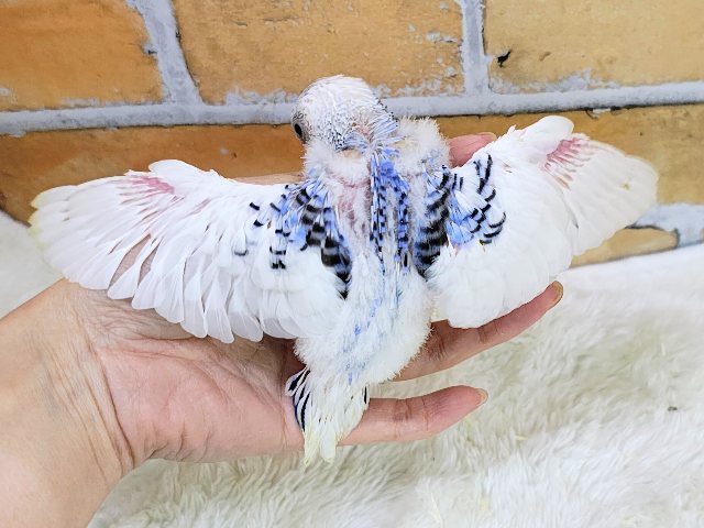 青い海と白い波でさわやか~🏄なセキセイインコのヒナ(ブルーパイド)入荷しました❤️ セキセイインコ