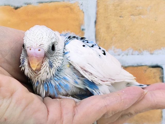 青い海と白い波でさわやか~🏄なセキセイインコのヒナ(ブルーパイド)入荷しました❤️ セキセイインコ