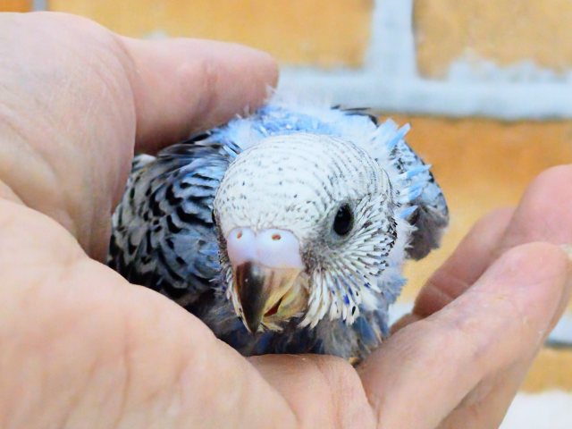 画像更新☆大人っぽさも兼ね備えたシックカラー✨セキセイインコのヒナ(ブルーオパーリン)入荷しました❤️ セキセイインコ