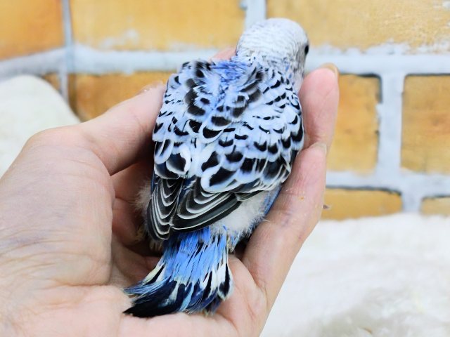 画像更新☆大人っぽさも兼ね備えたシックカラー✨セキセイインコのヒナ(ブルーオパーリン)入荷しました❤️ セキセイインコ