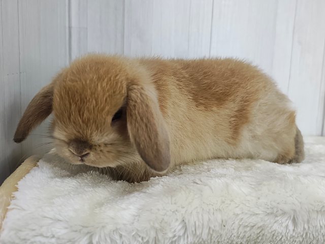 ホーランドロップ