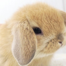 ジューシーオレンジ🍊もふもふの垂れ耳くん🐰ポーランドロップイヤーラビット(オレンジ)入荷しました❤️