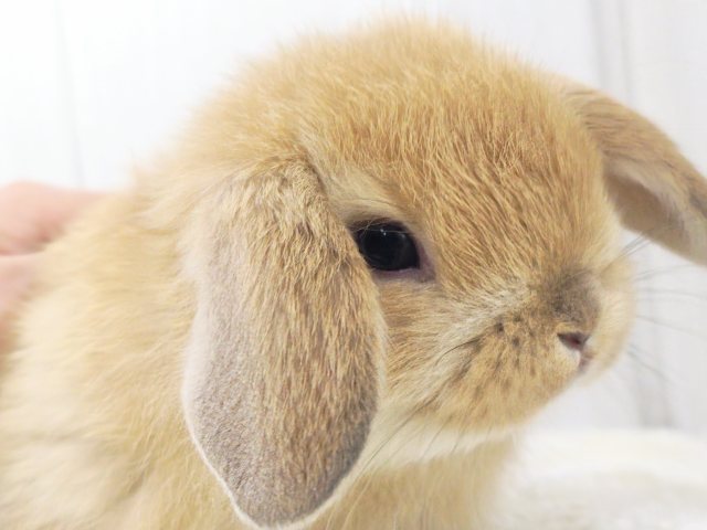 ジューシーオレンジ🍊もふもふの垂れ耳くん🐰ポーランドロップイヤーラビット(オレンジ)入荷しました❤️