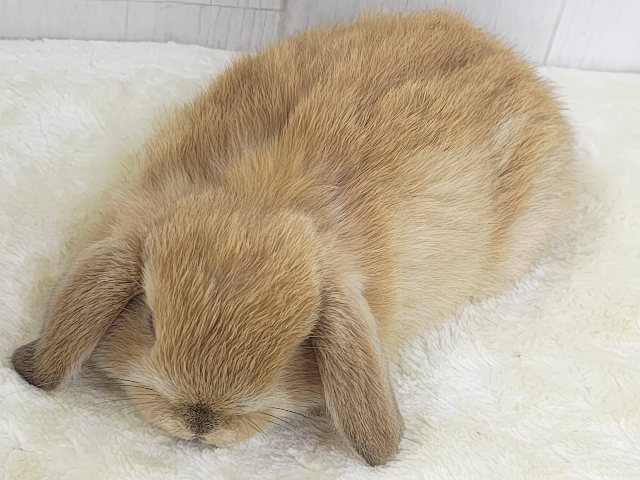 ホーランドロップ