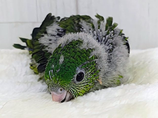 サザナミインコ