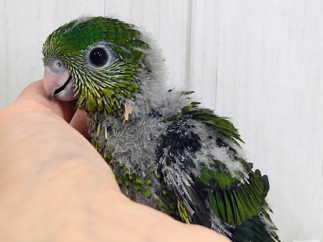 サザナミインコ
