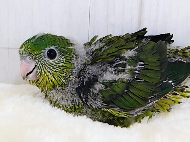 サザナミインコ