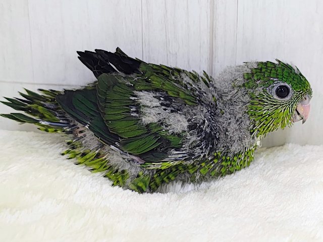 サザナミインコ