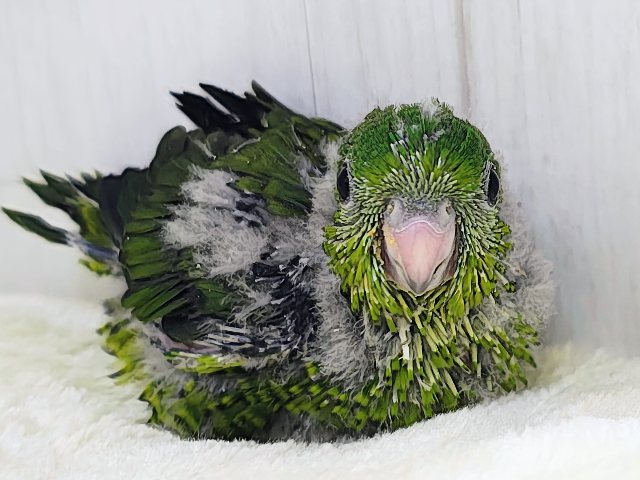 サザナミインコ