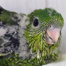 ピーヒョロロ♪お目目がクリっと大きい♡サザナミインコのヒナ(ノーマル)入荷しました❤️