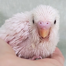 まっ白な羽にキラキラ黒目ちゃん✨セキセイインコのヒナ(ダブルファクター・白)入荷しました❤️