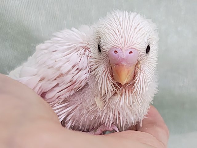 まっ白な羽にキラキラ黒目ちゃん✨セキセイインコのヒナ(ダブルファクター・白)入荷しました❤️