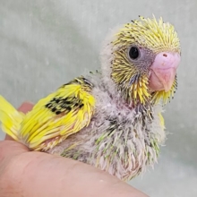キャピキャピ💓‪おちびさん✨セキセイインコのヒナ(グリーンパイド)入荷しました❤️