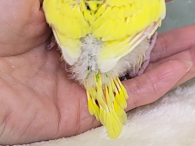 画像更新☆キャピキャピ💓おちびさん✨セキセイインコのヒナ(グリーンパイド)入荷しました❤️ セキセイインコ