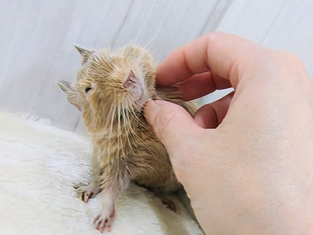 画像更新☆きゅるるん♡可愛すぎ〜るデグー（サンド）の男の子！