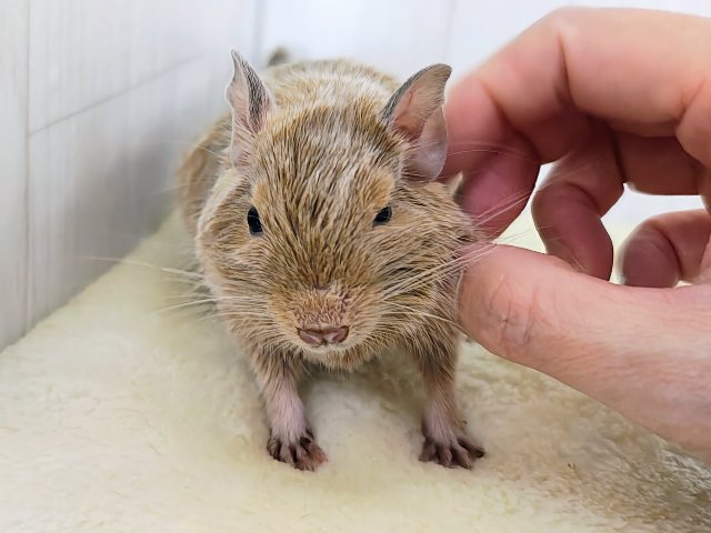 デグー