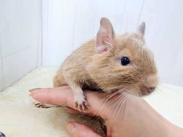 デグー