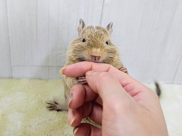 デグー